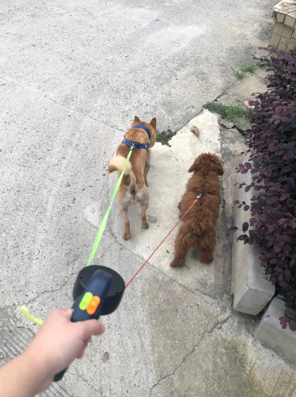3m Retractable Dog Leash For Small Dogs Reflective Dual Pet Leash Lead 360 Swivel No Tangle Double Dog Walking Leash With Lights exovai.com